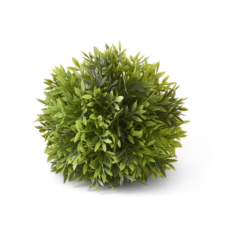 Podocarpus Ball