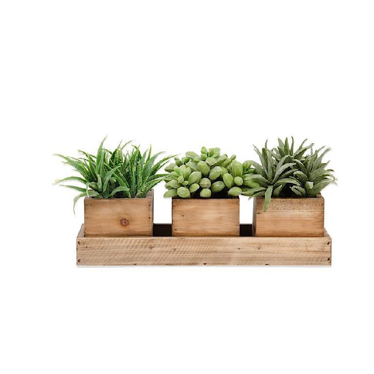 Succulent Tray