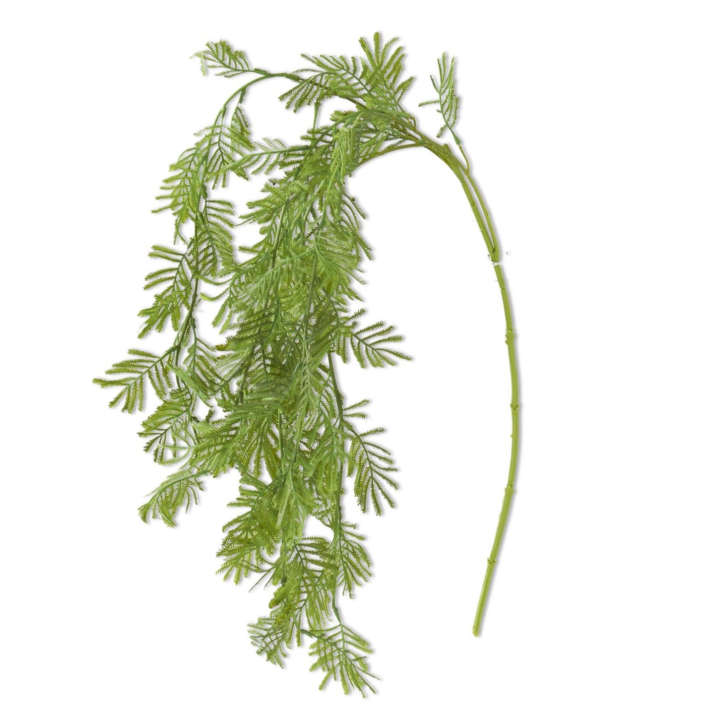 Parrot Feather Fern