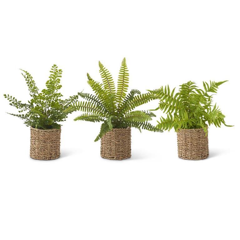 Fern Basket