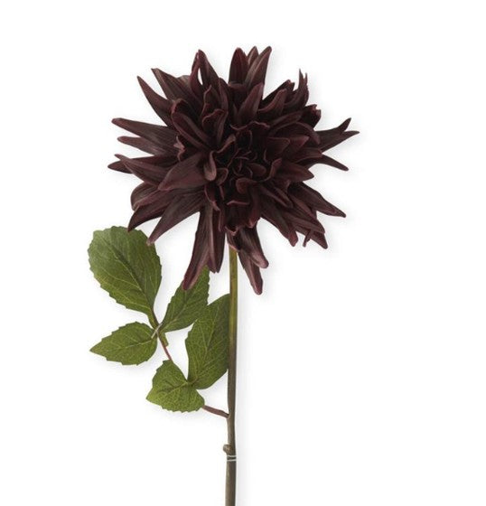 Burgundy Dahlia