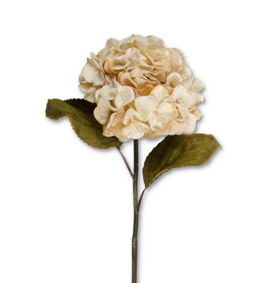 Burnt Cream Hydrangea