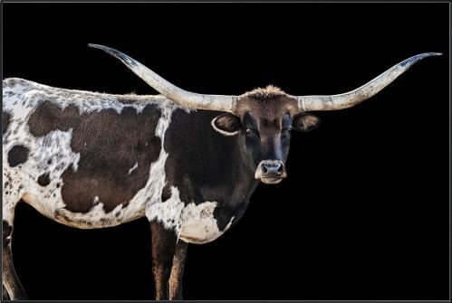 Longhorn