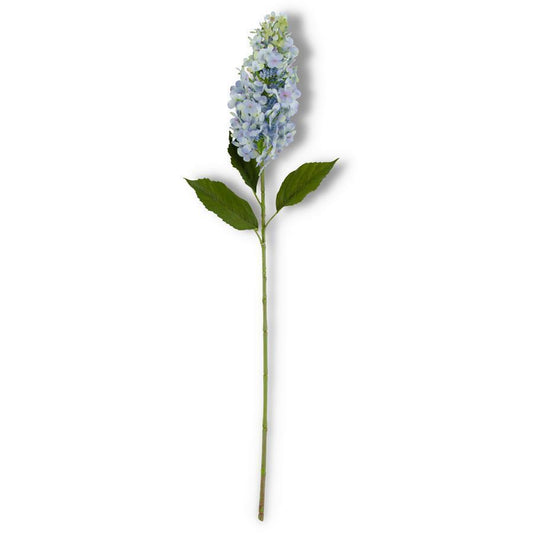 Blue Cone Hydrangea