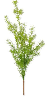 Asparagus Fern