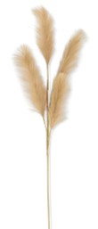 42" Grass Stem