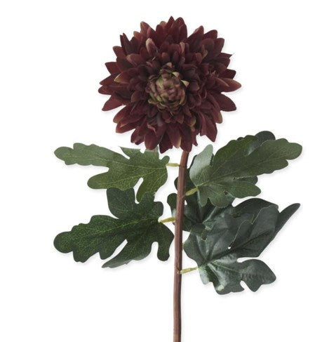 Burgundy Dahlia