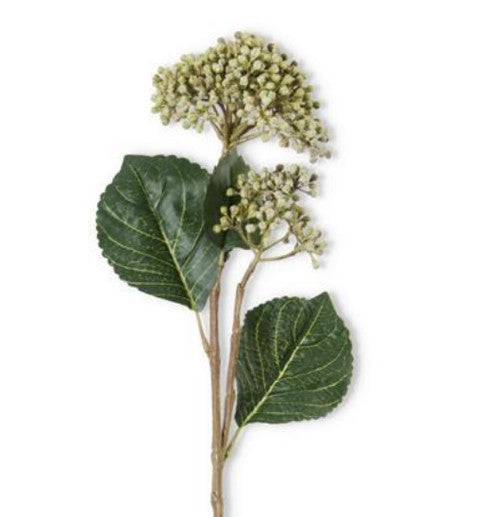 Hydrangea Bud