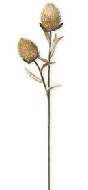 Spikey Pod Stem